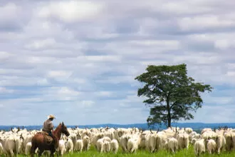 boiadeiro na umbanda